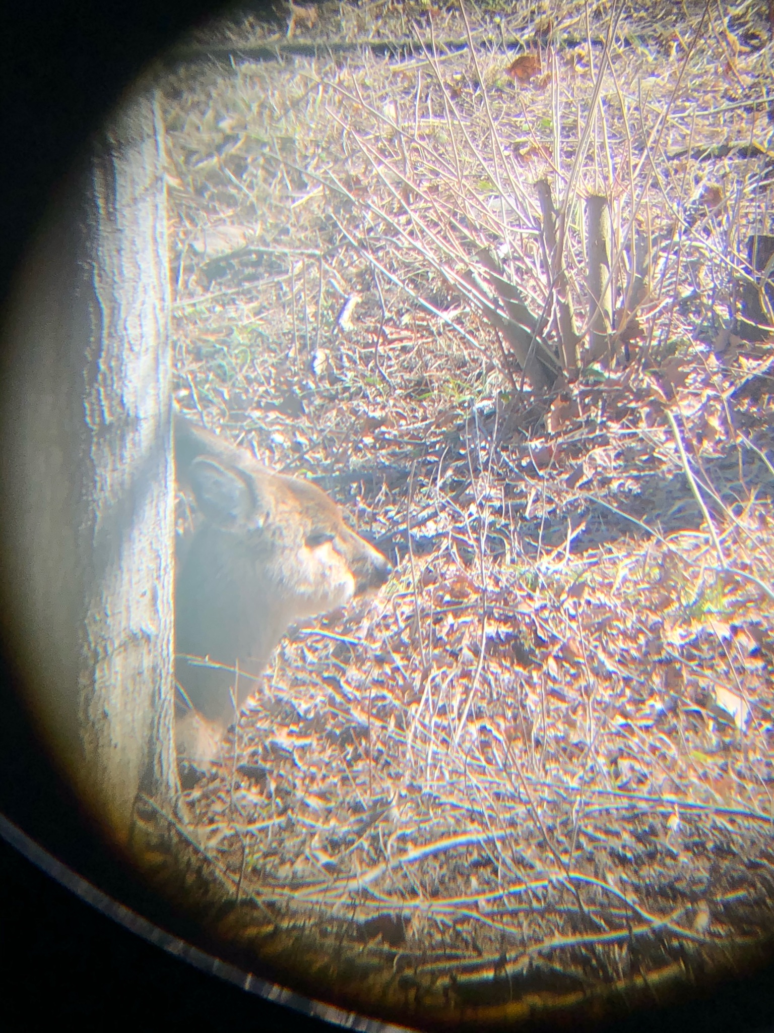 Deer through binoculars